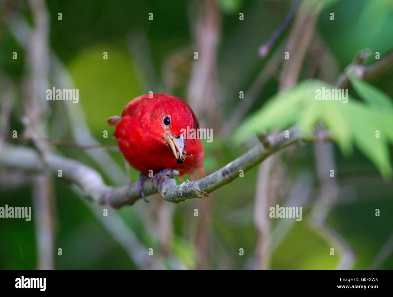 Summer Tanager Stock Photo