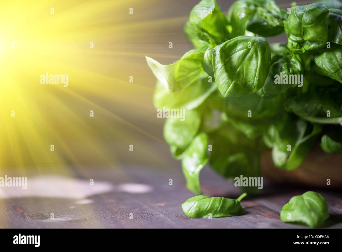 Fresh organic basil Stock Photo - Alamy