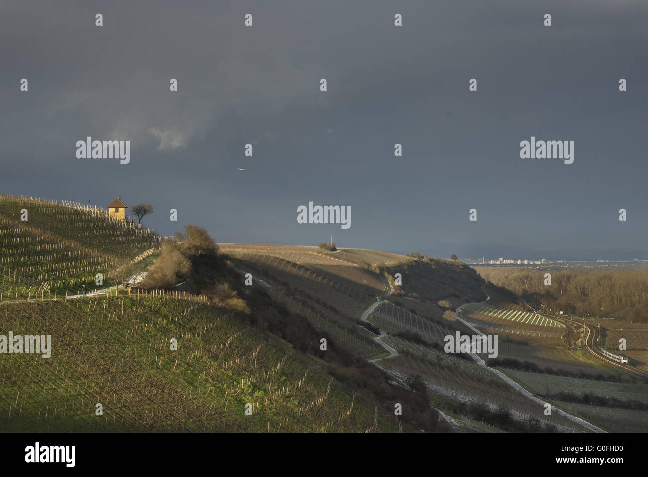 Vineyards in Winter with Evening Sun Stock Photo