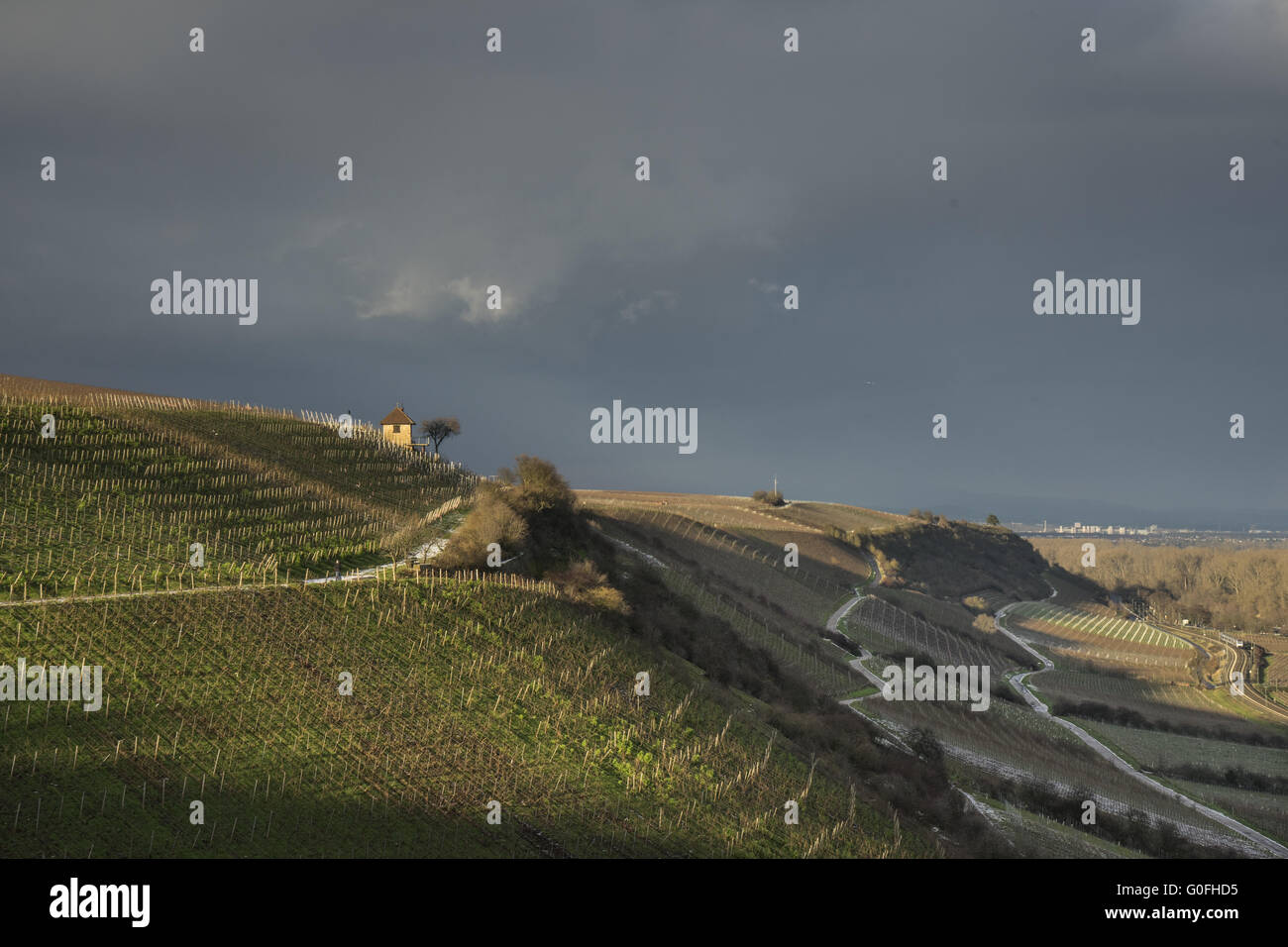 Vineyards in Winter with Evening Sun Stock Photo