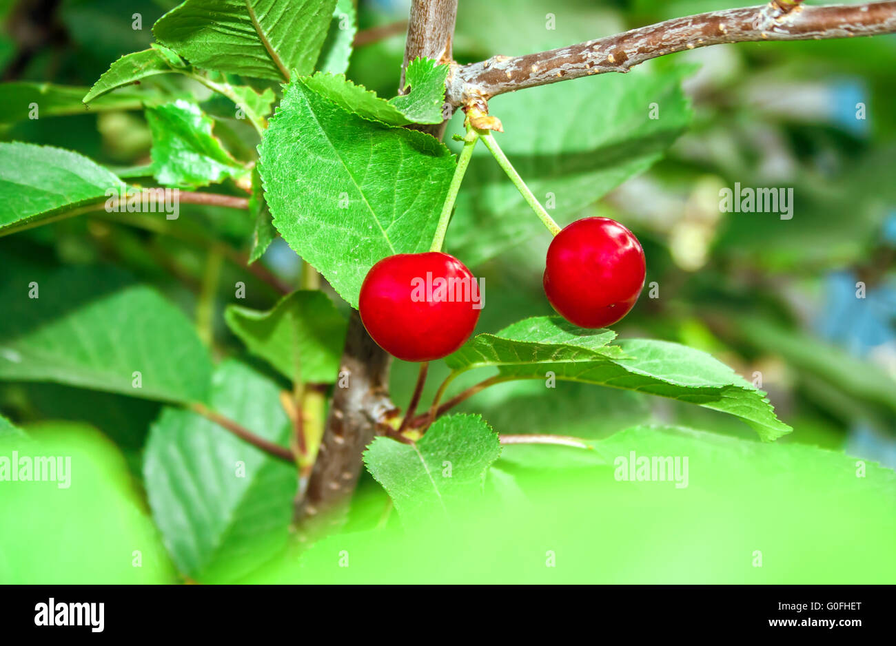 Two cherries at cherry tree hi-res stock photography and images - Alamy