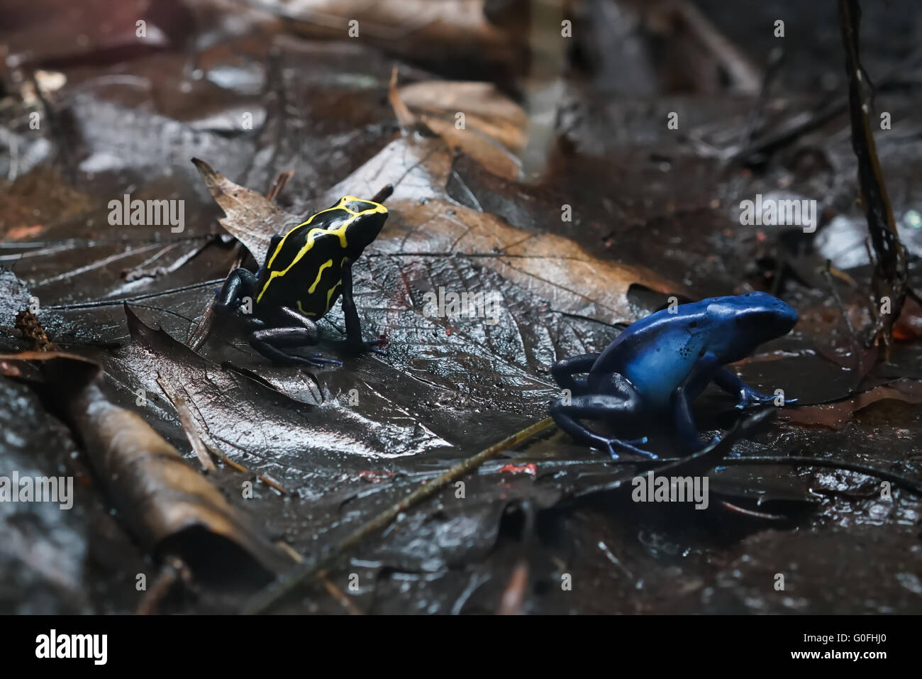 poison dart frogs after rain on the forest floor Stock Photo Alamy