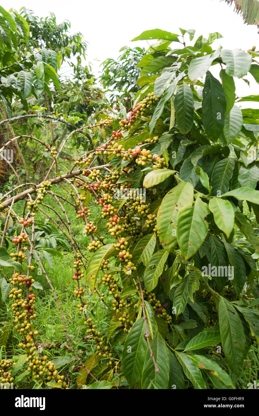 coffee beans on twig Stock Photo