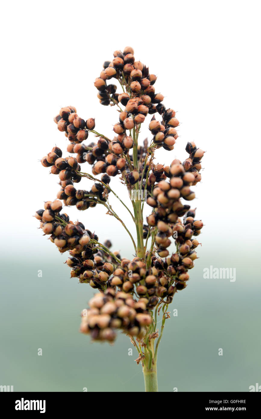 Sorghum farming africa hi-res stock photography and images - Alamy