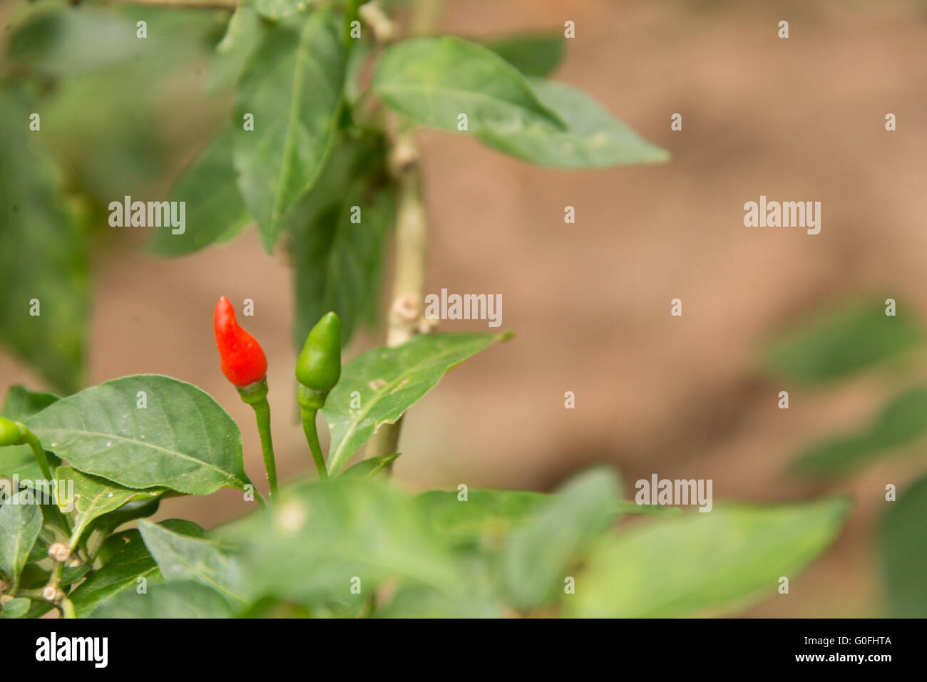 chili pods on bush Stock Photo