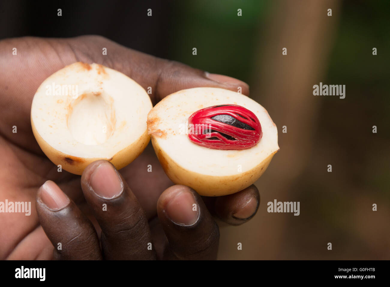 whole fresh nutmeg and mace Stock Photo Alamy