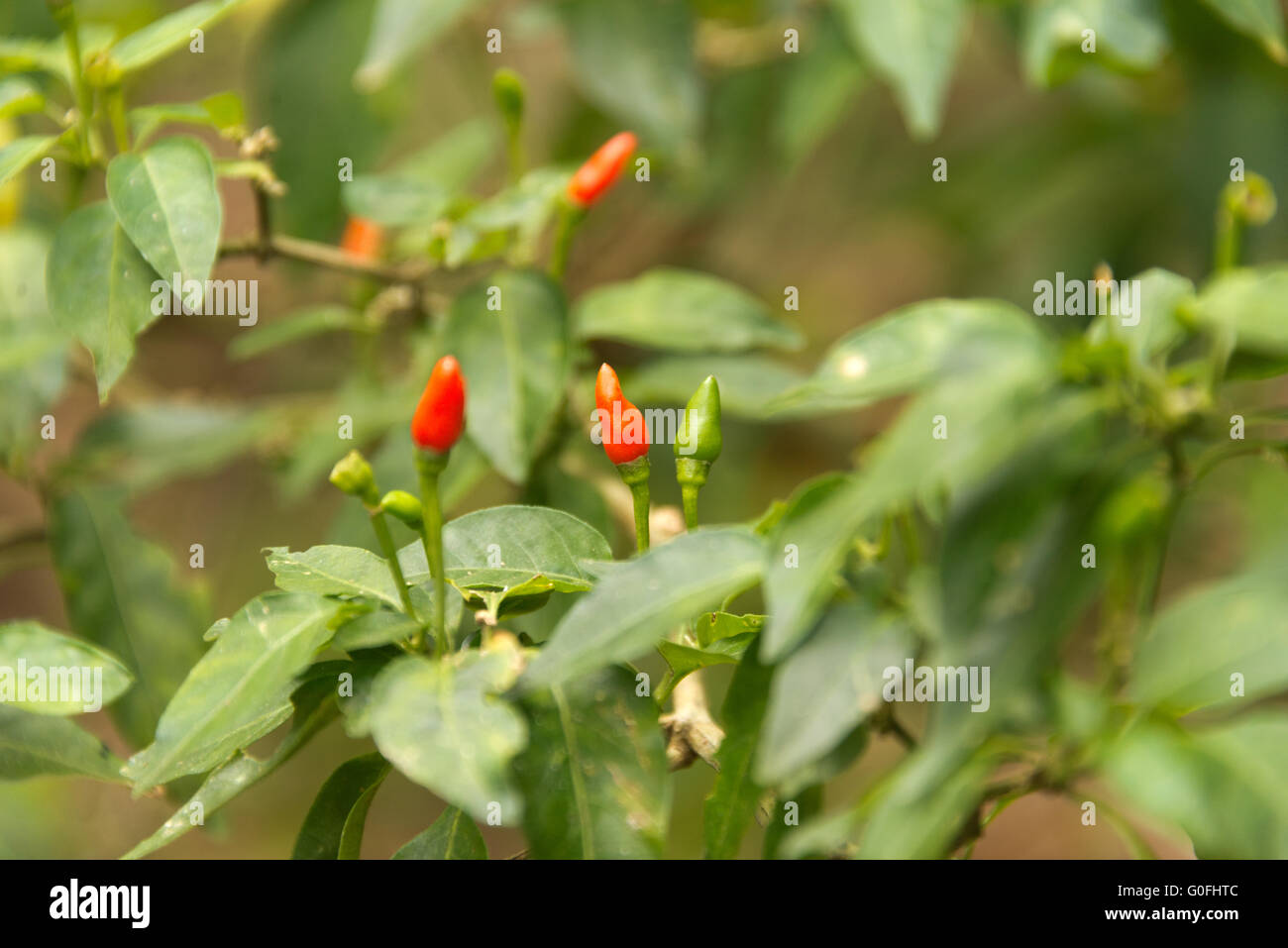 chili pods on bush Stock Photo