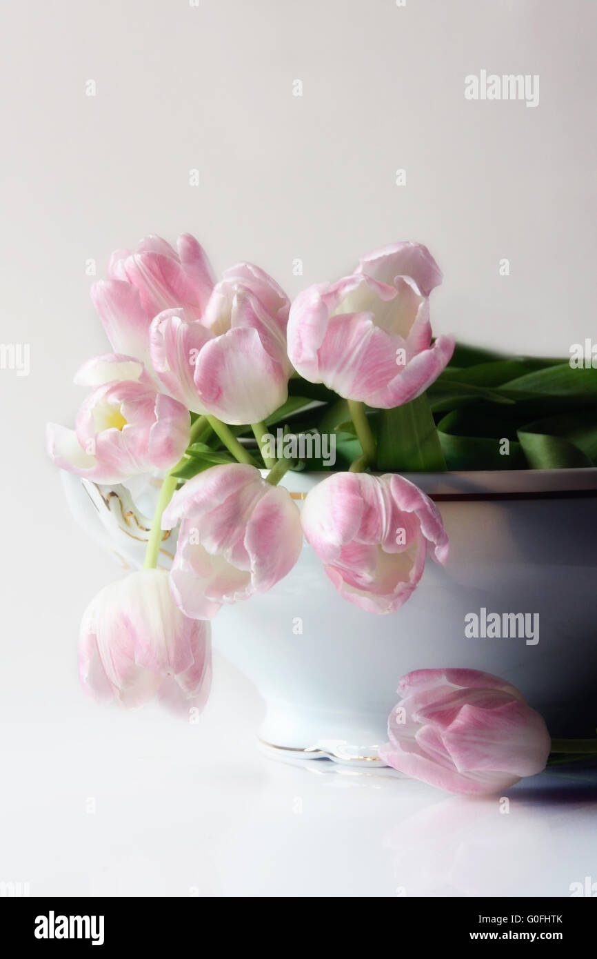 light pink tulips Stock Photo