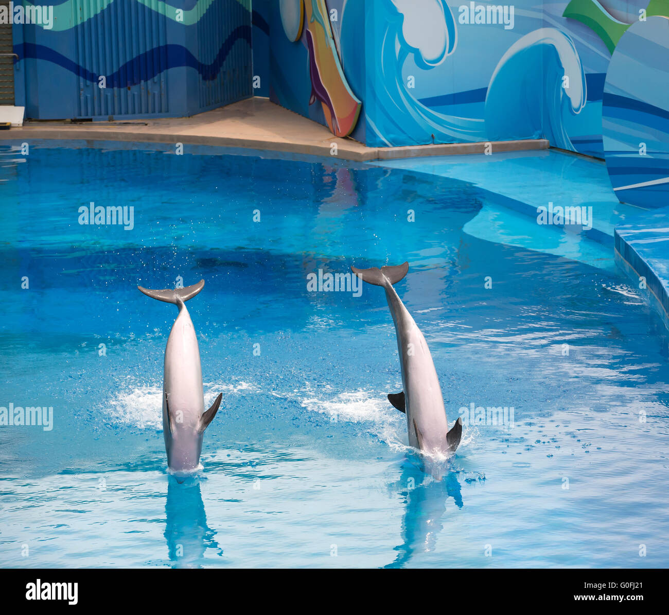 Dolphins performing in Ocean Park Hong Kong Stock Photo Alamy