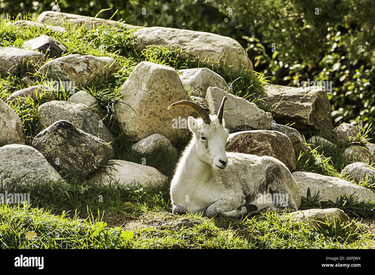Mountain goat hooves hires stock photography and images Alamy
