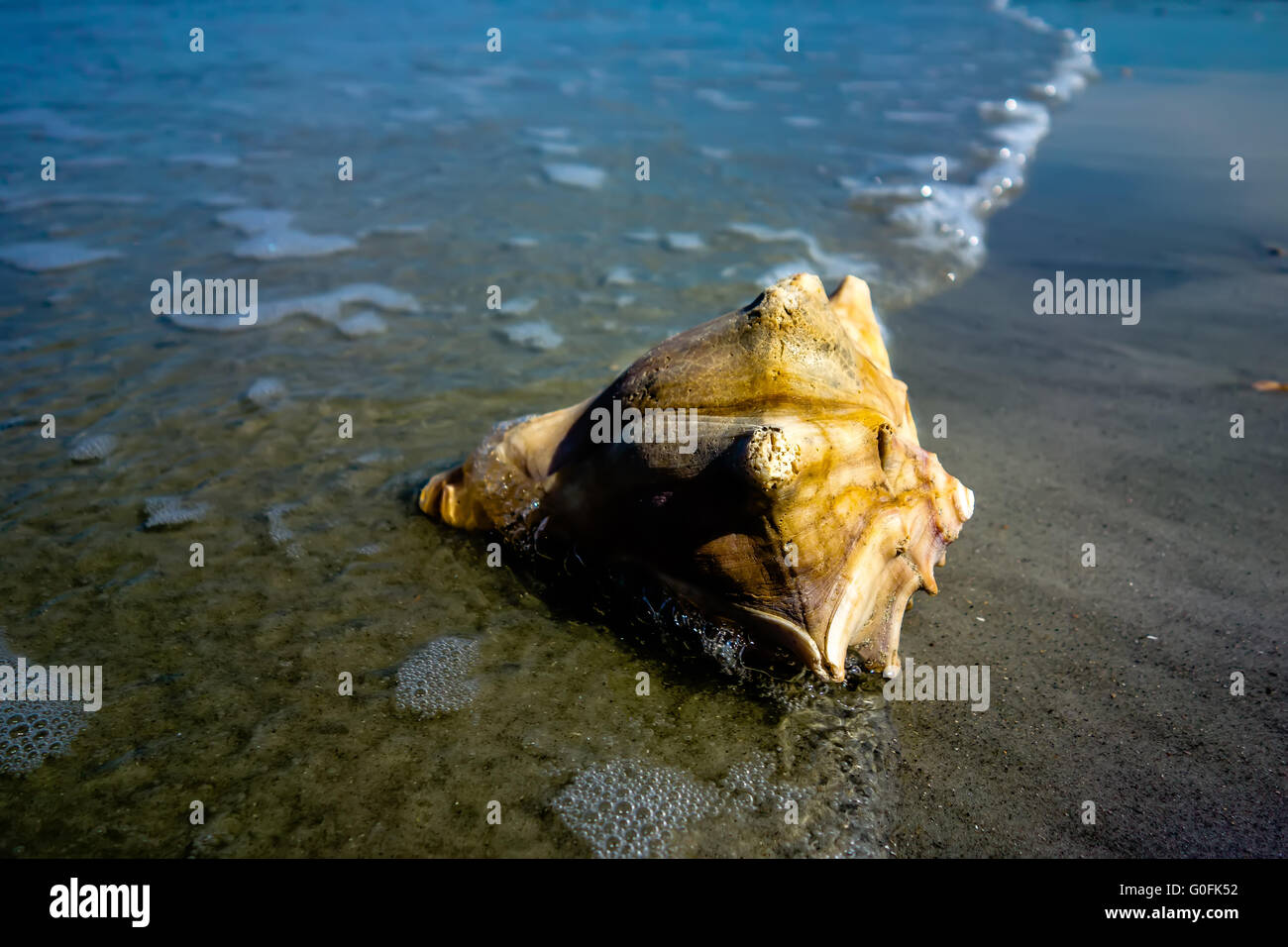 Southern Atlantic Shells Hunting island south carolina sunset hi-res stock photography and ...
