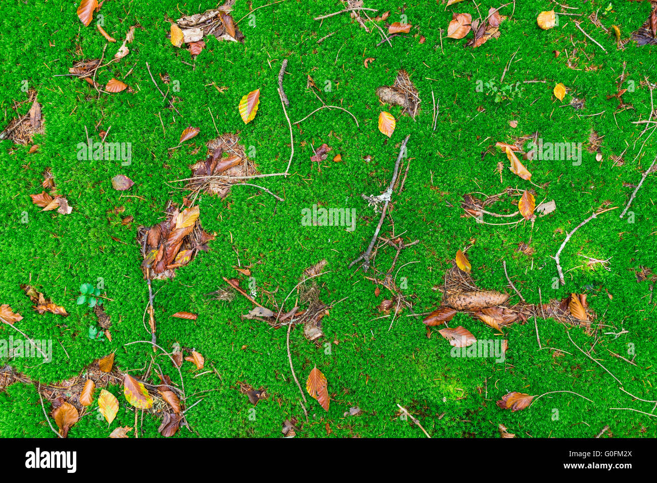 Bog carpet with foliage Stock Photo