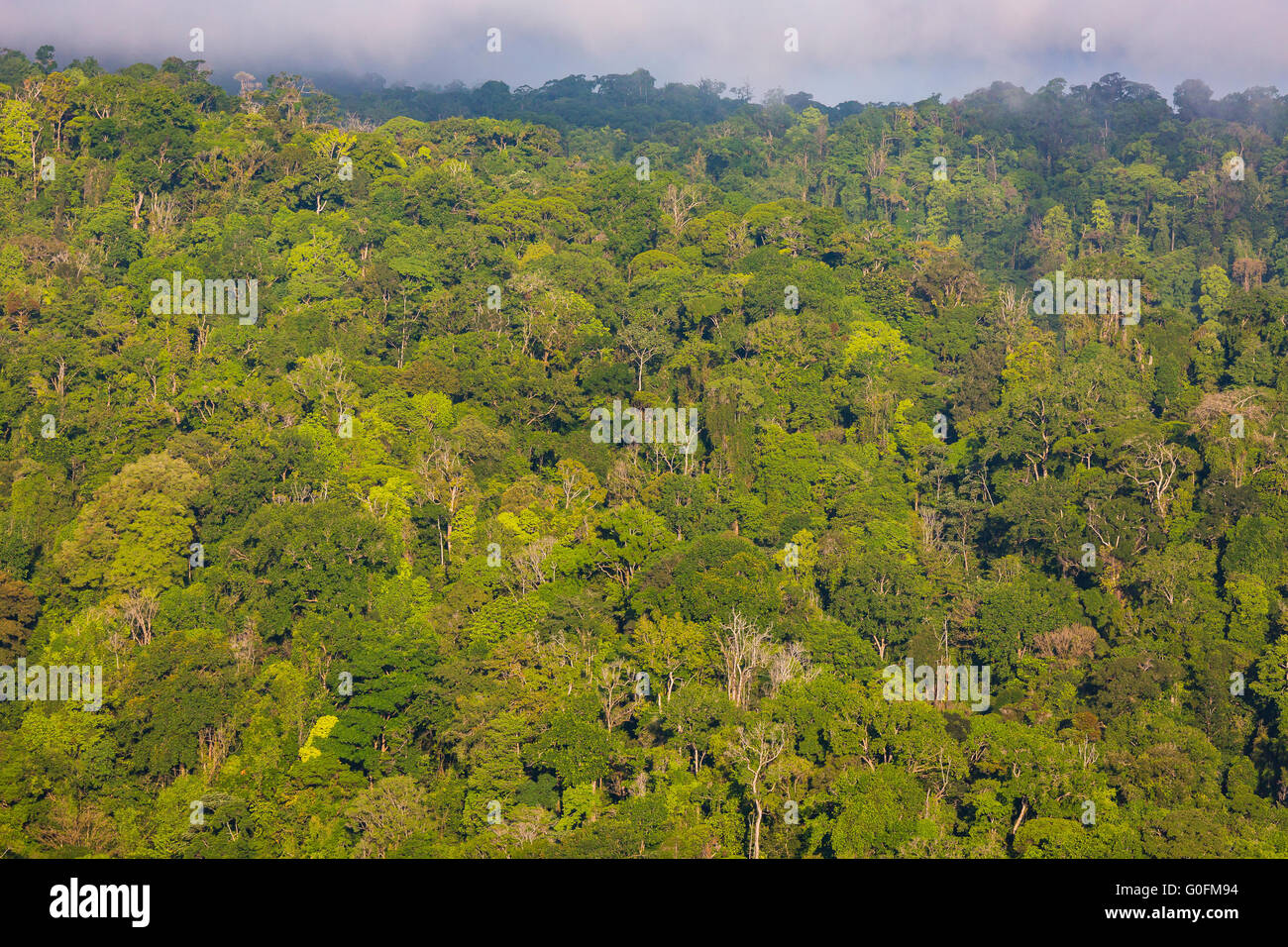 CORCOVADO NATIONAL PARK, COSTA RICA - Aerial of rain forest tree canopy and mountains, Osa Peninsula. Stock Photo