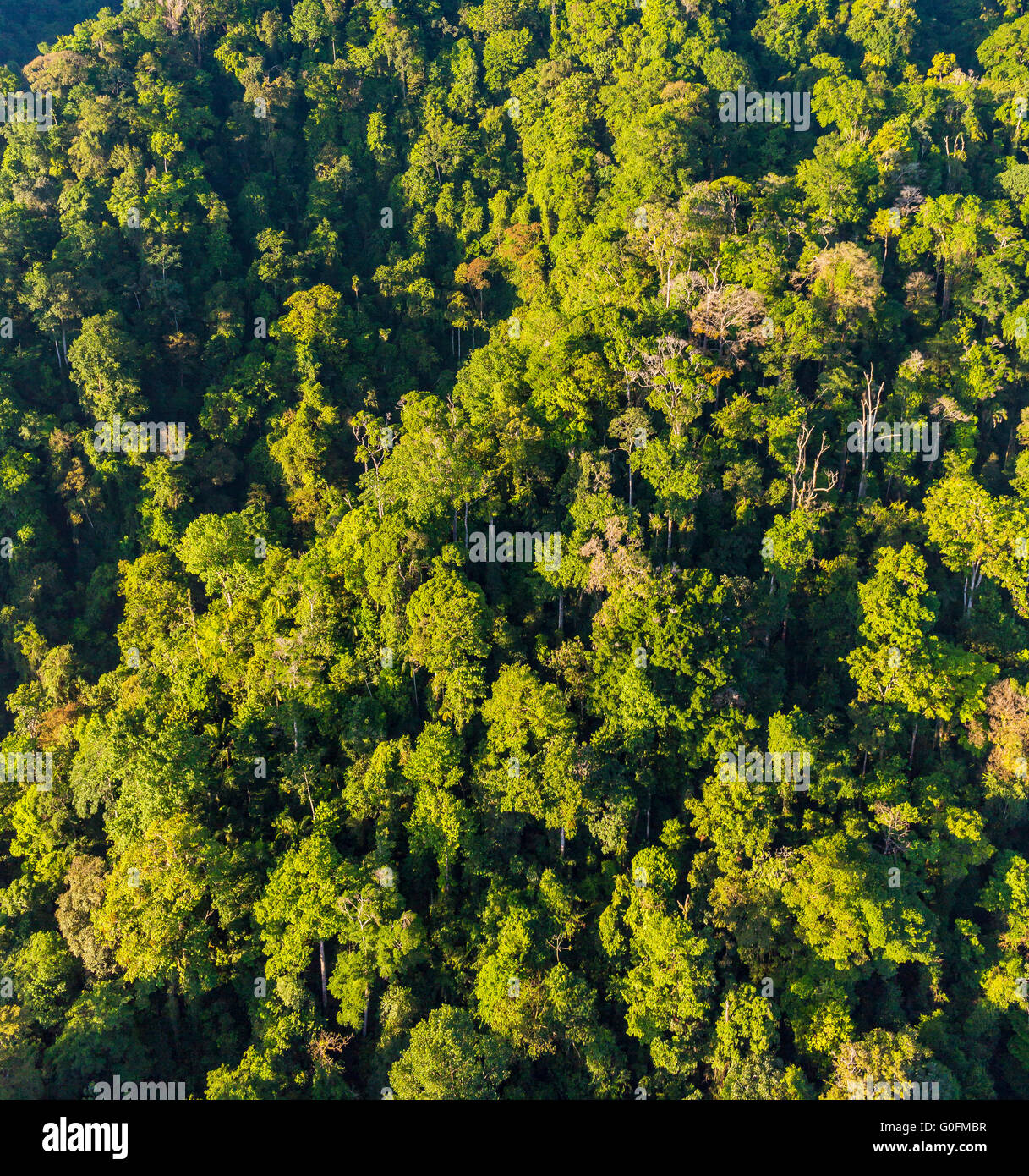 CORCOVADO NATIONAL PARK, COSTA RICA - Aerial of rain forest tree canopy and mountains, Osa Peninsula. Stock Photo