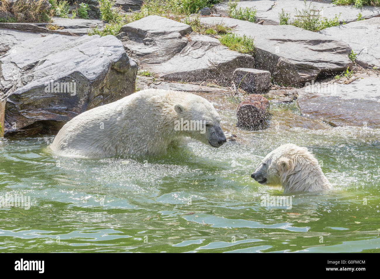 Two bears in water Stock Photo