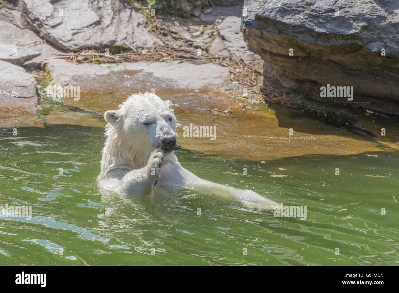 Polar bear with stick Stock Photo
