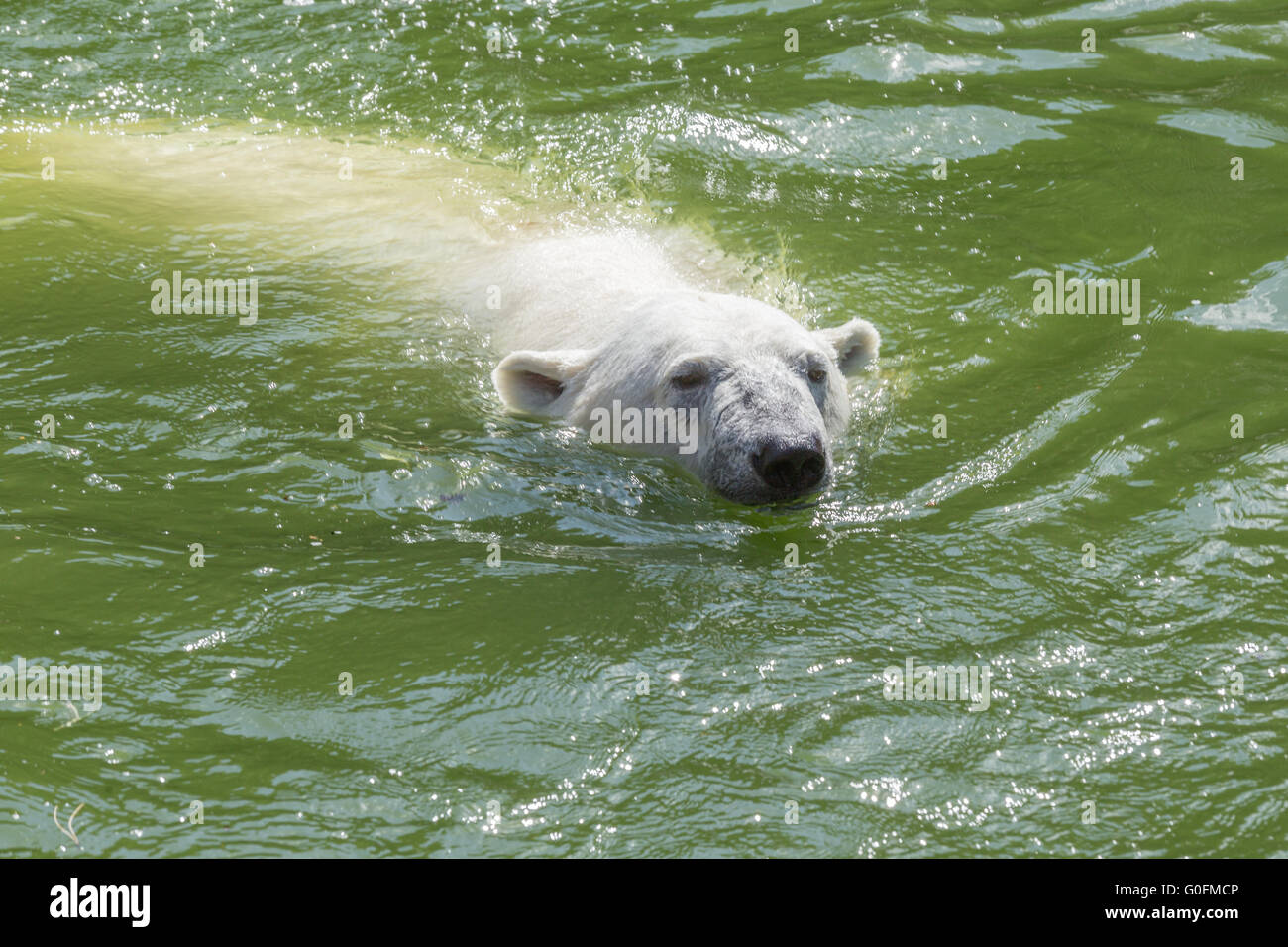 Polar bear in the water Stock Photo
