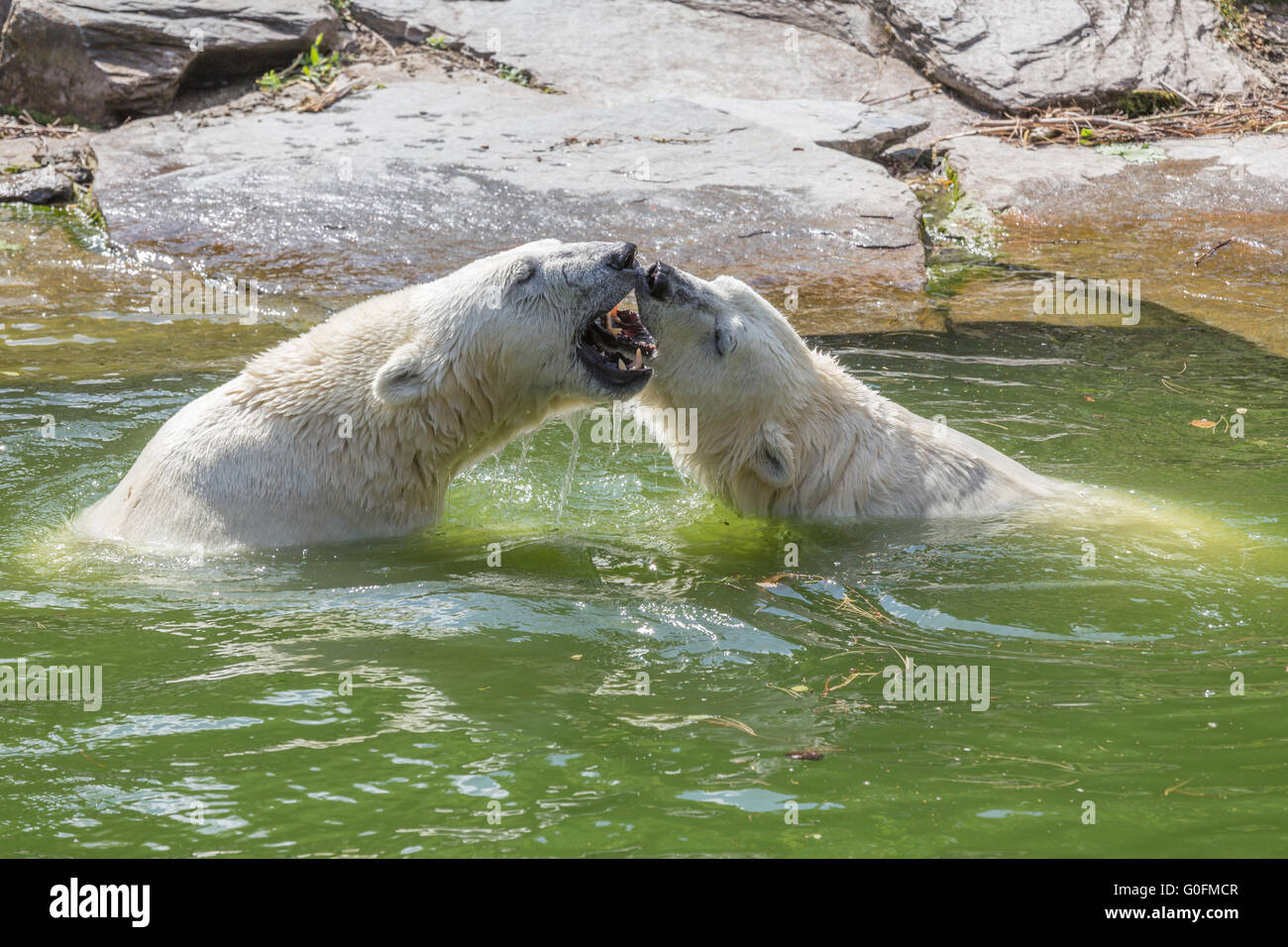 Two polar bears in the fight Stock Photo Alamy