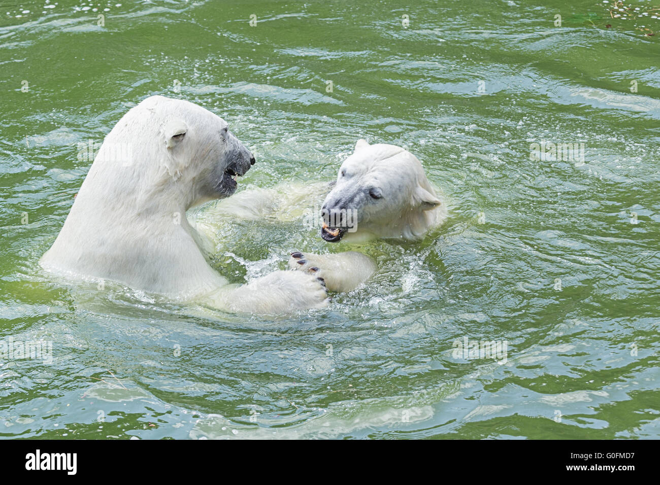 polar bears dance Stock Photo