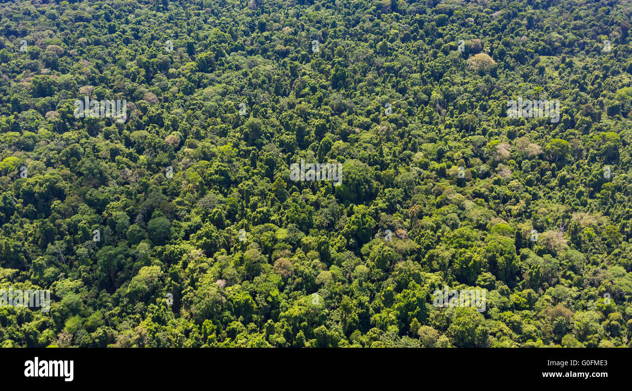 CORCOVADO NATIONAL PARK, COSTA RICA - Aerial view of rain forest tree canopy, Osa Peninsula. Stock Photo