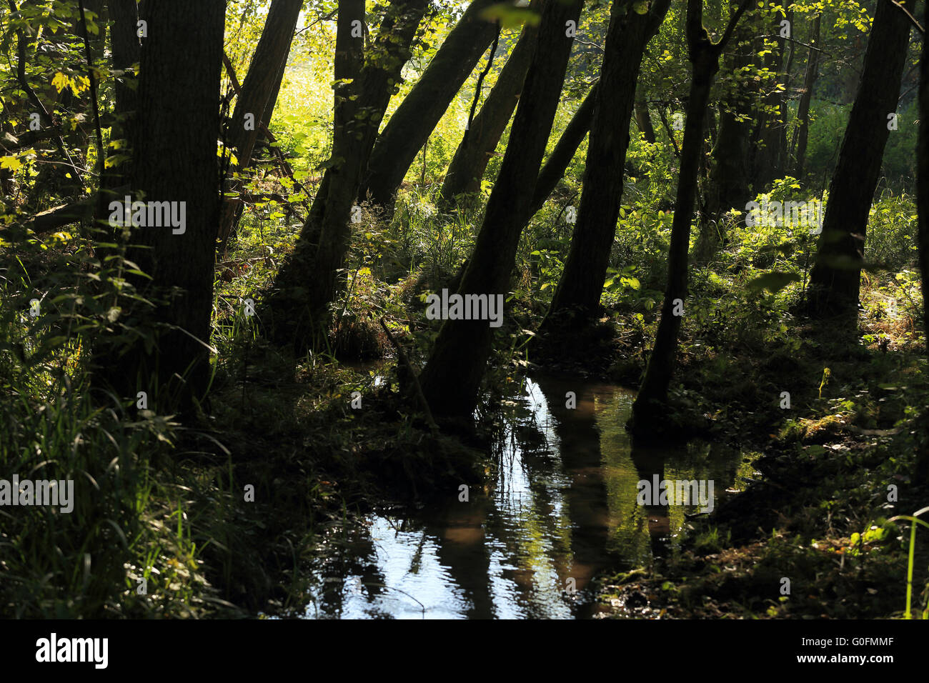 Alder marsh forest, Brandenburg, Germany Stock Photo