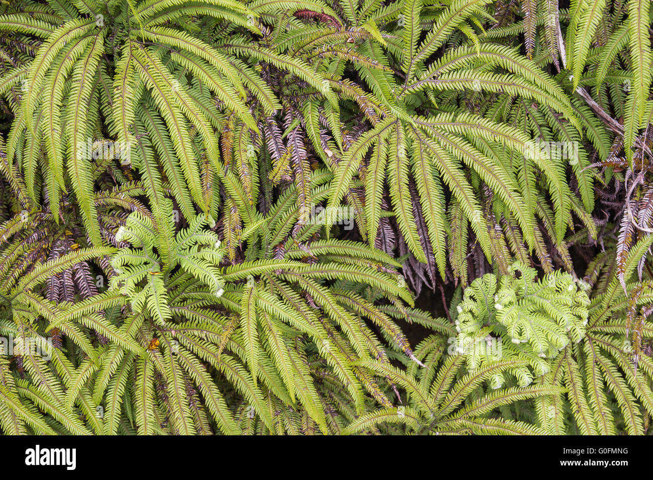 Umbrella fern, sticherus sp., New Zealand Stock Photo