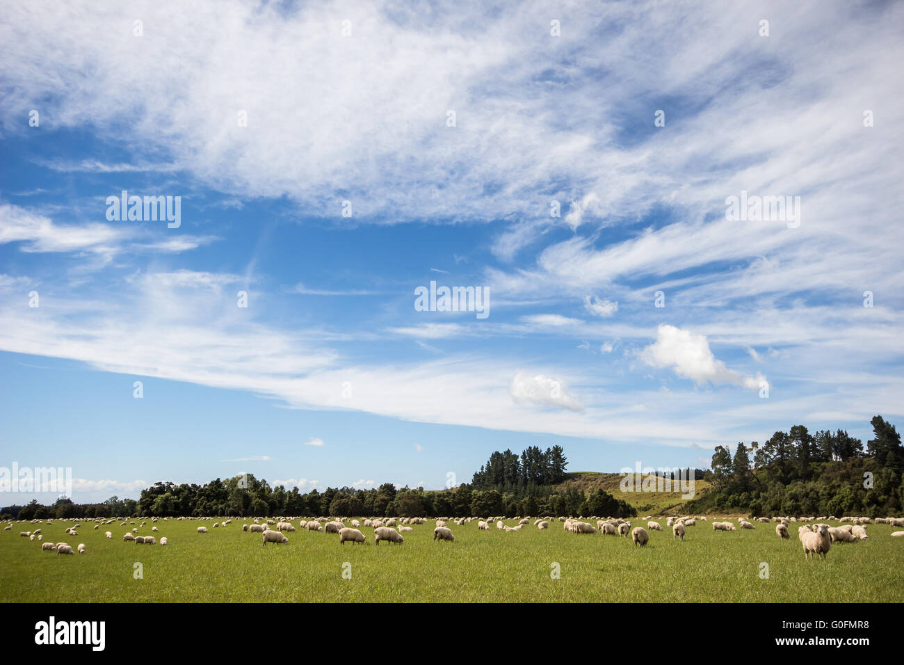 Sheep on a meadow Stock Photo - Alamy