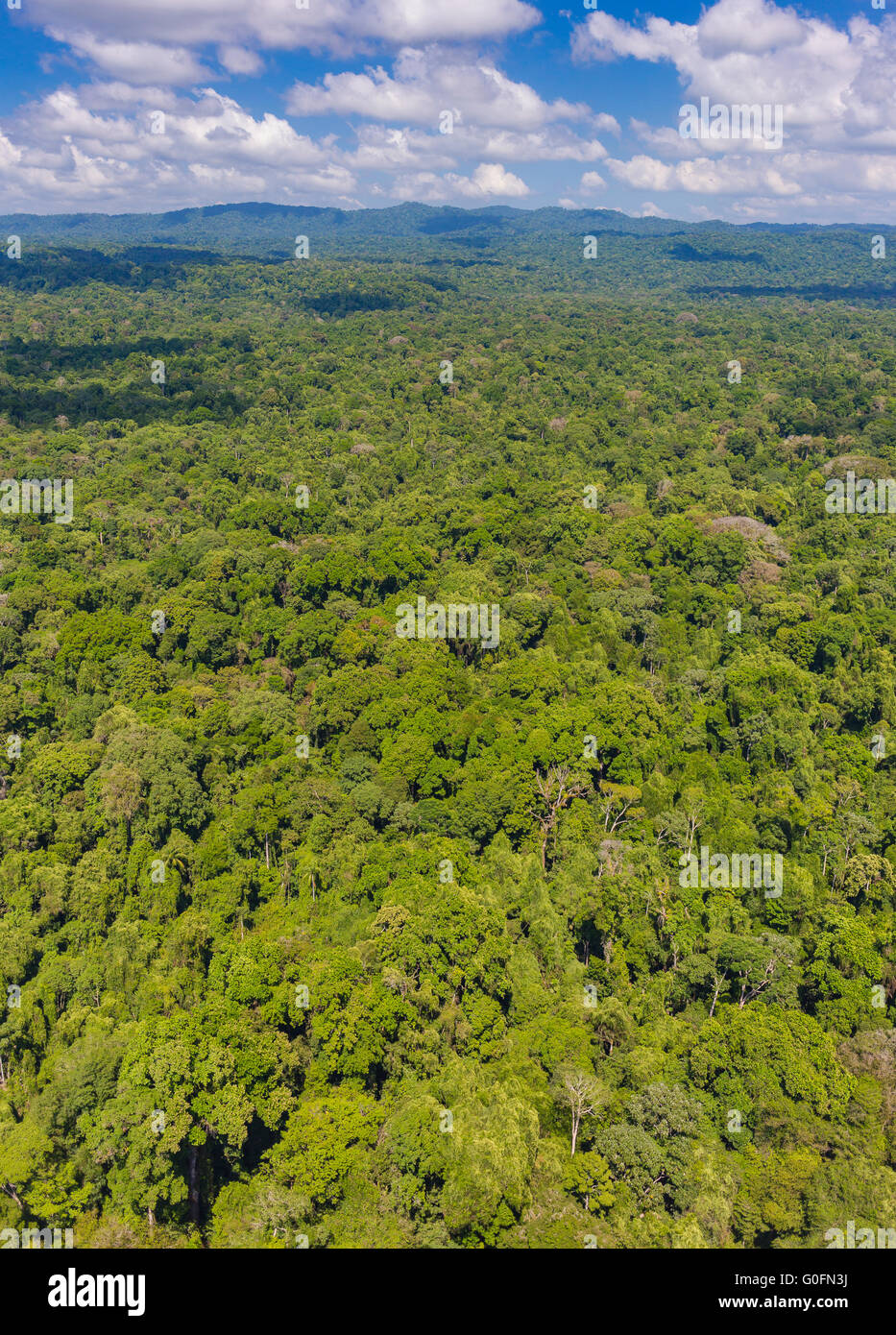 CORCOVADO NATIONAL PARK, COSTA RICA - Aerial of rain forest tree canopy, Osa Peninsula. Stock Photo