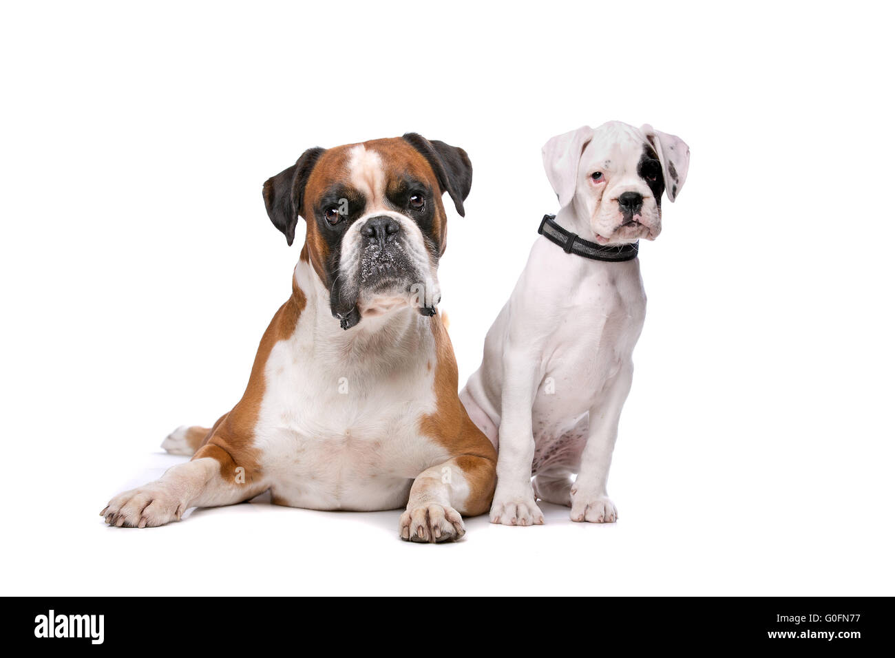 Brown boxer dog and a boxer puppy Stock Photo