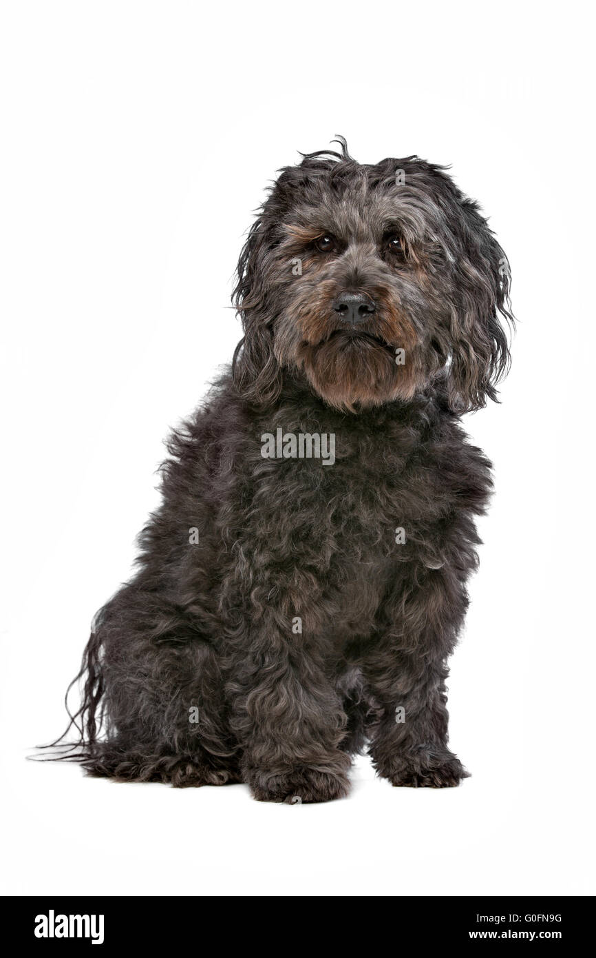 Mixed breed dog Stock Photo