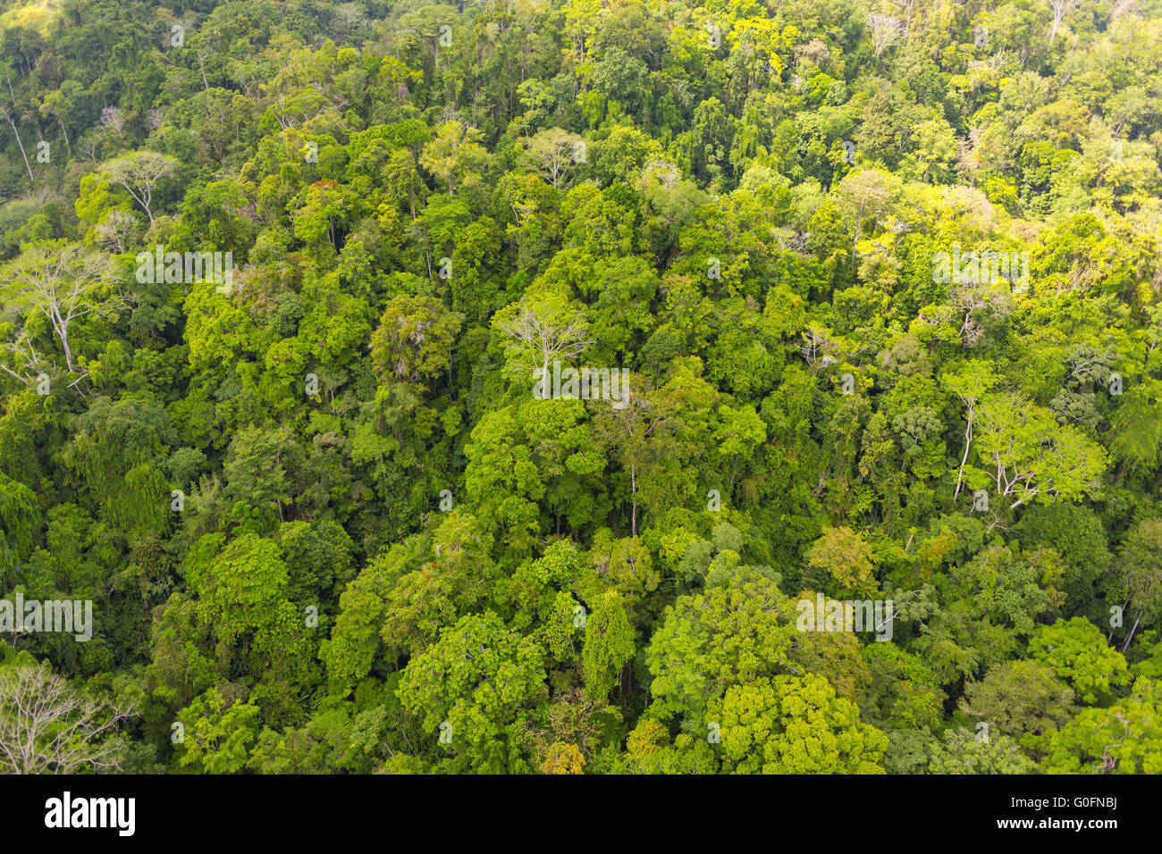 CORCOVADO NATIONAL PARK, COSTA RICA - Aerial of Osa Peninsula rain forest tree canopy. Stock Photo