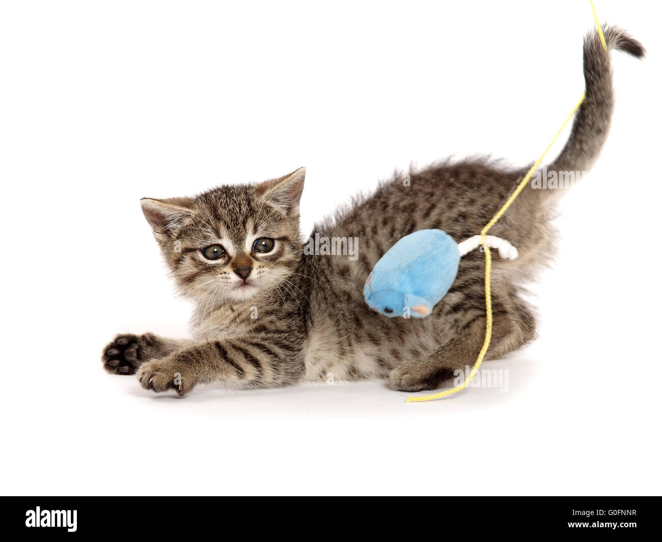 Playing kitten Stock Photo