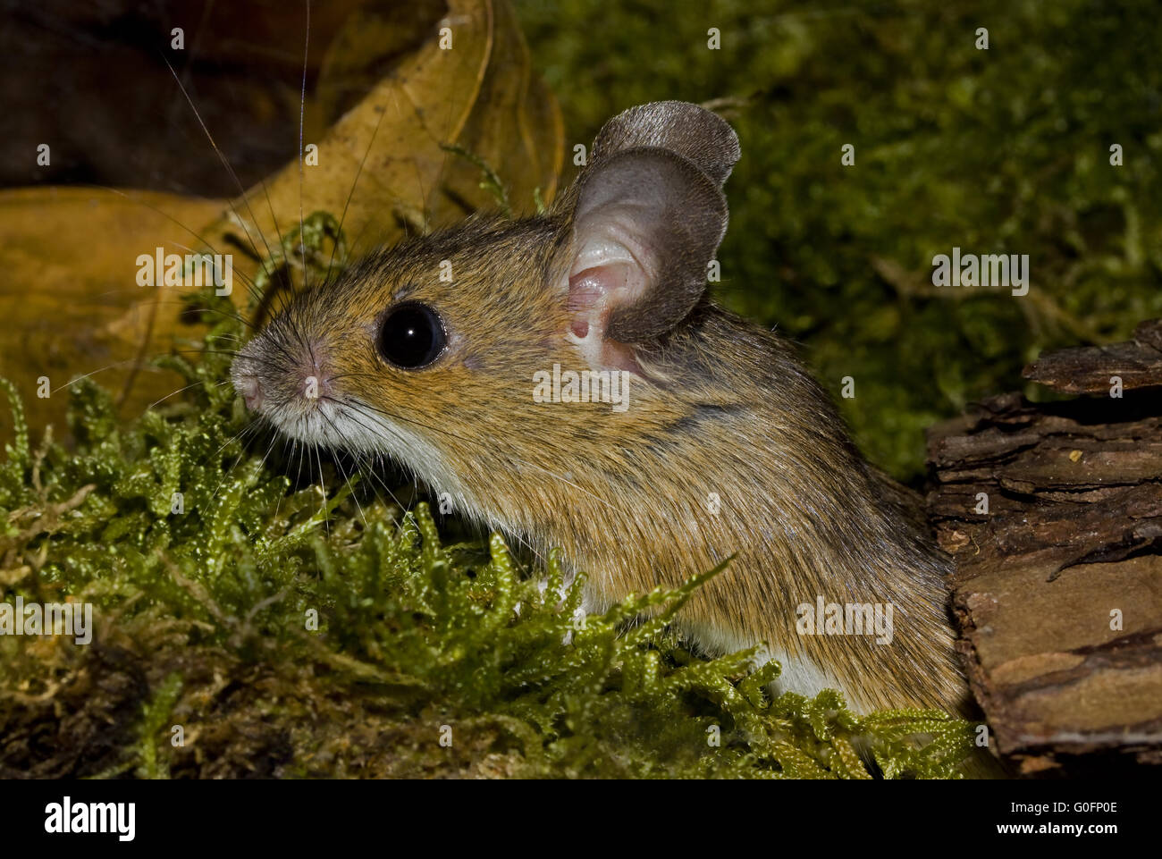 European wood mouse    Apodemus sylvaticus Stock Photo