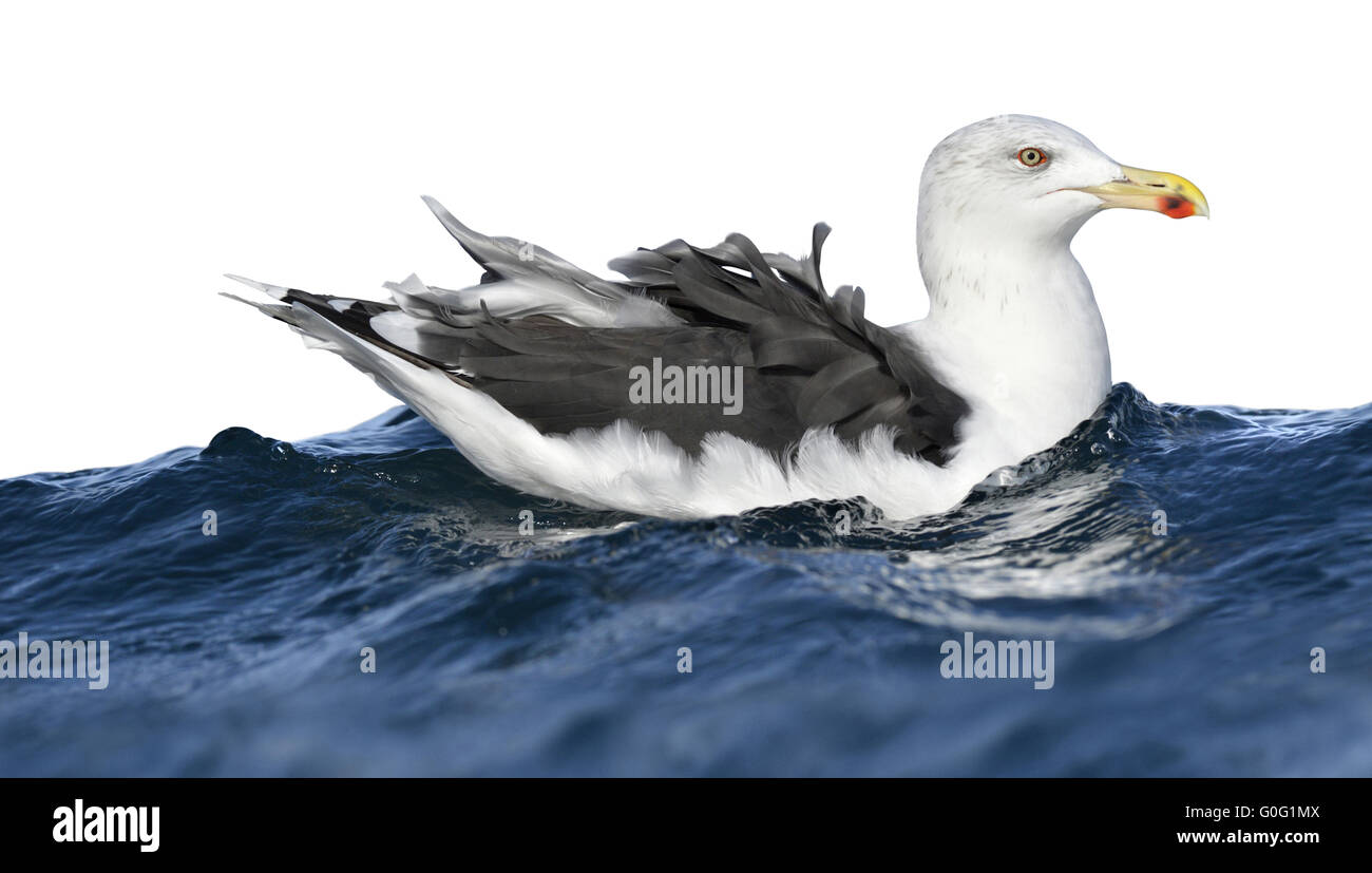 Great Black-backed Gull - Larus marinus Stock Photo