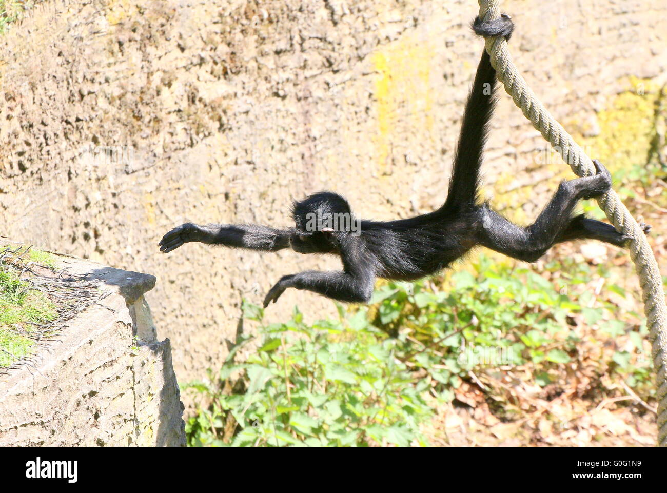 Young Colombian Black headed Spider Monkey (Ateles fusciceps) hanging by his prehensile tail, swinging on a rope Stock Photo