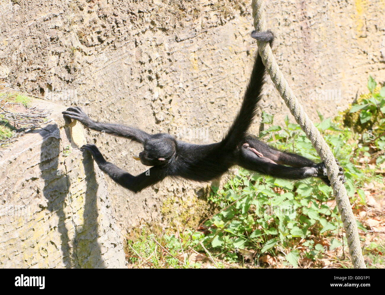 Young Colombian Black headed Spider Monkey (Ateles fusciceps) hanging by his prehensile tail, swinging on a rope Stock Photo
