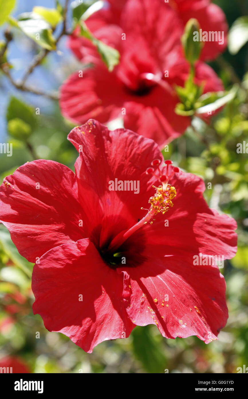 Hibiskus blatt hires stock photography and images Alamy