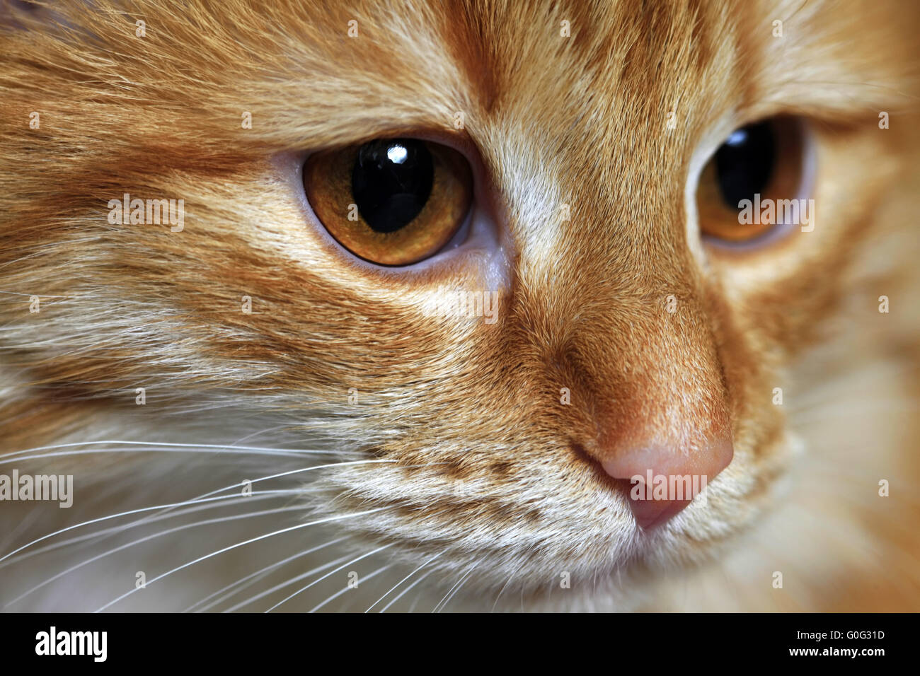 Portrait of a young cat Stock Photo
