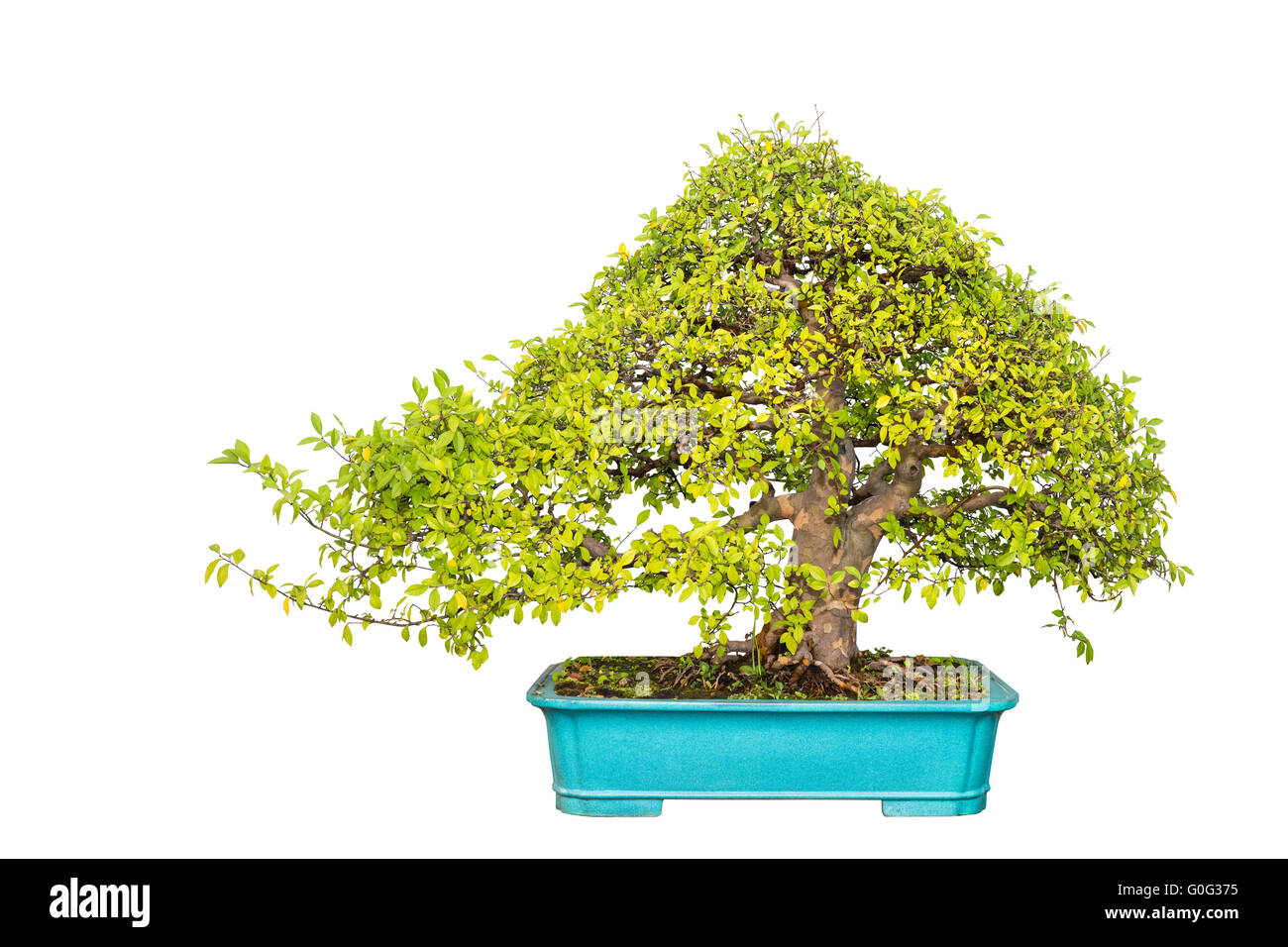 Chinese elm bonsai hires stock photography and images Alamy