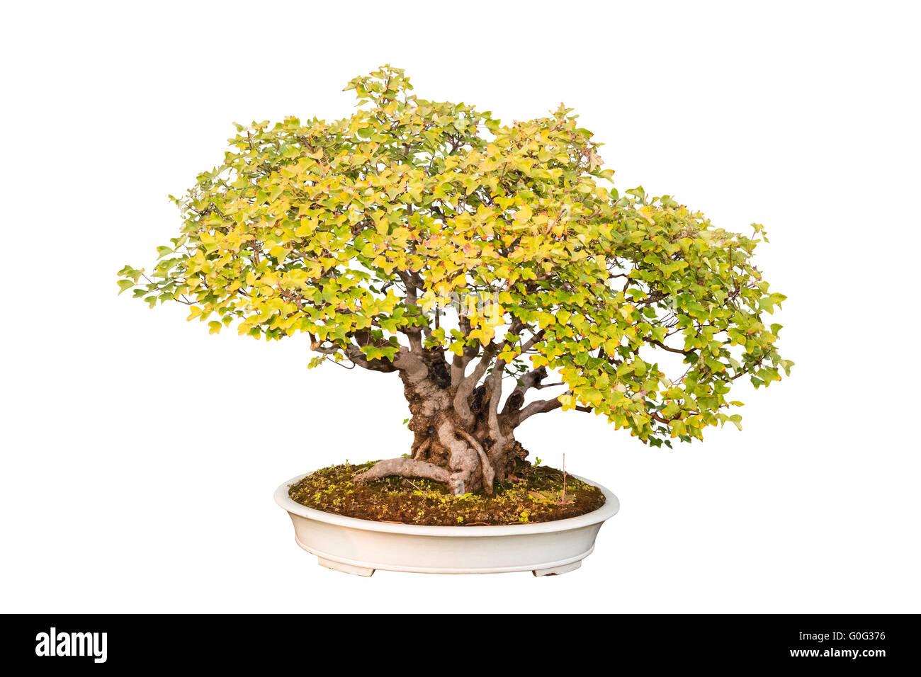 trident maple bonsai tree Stock Photo
