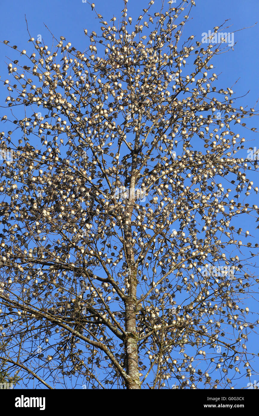 Bramblings like fruits in a tree Stock Photo