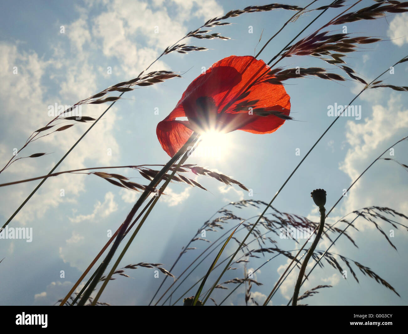 Sun of June on a field with a poppy flower Stock Photo