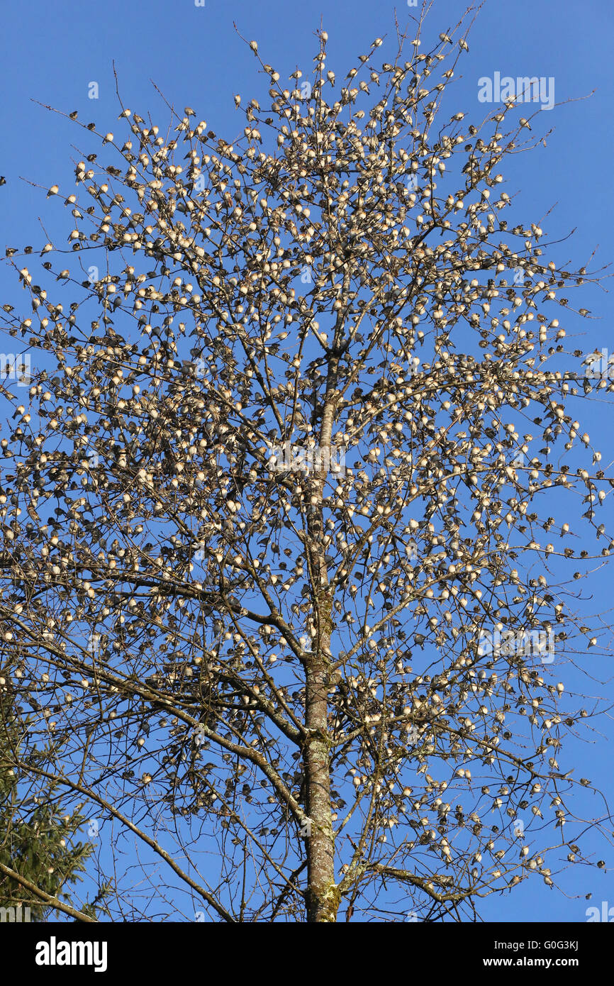 Bramblings like fruits in a tree Stock Photo