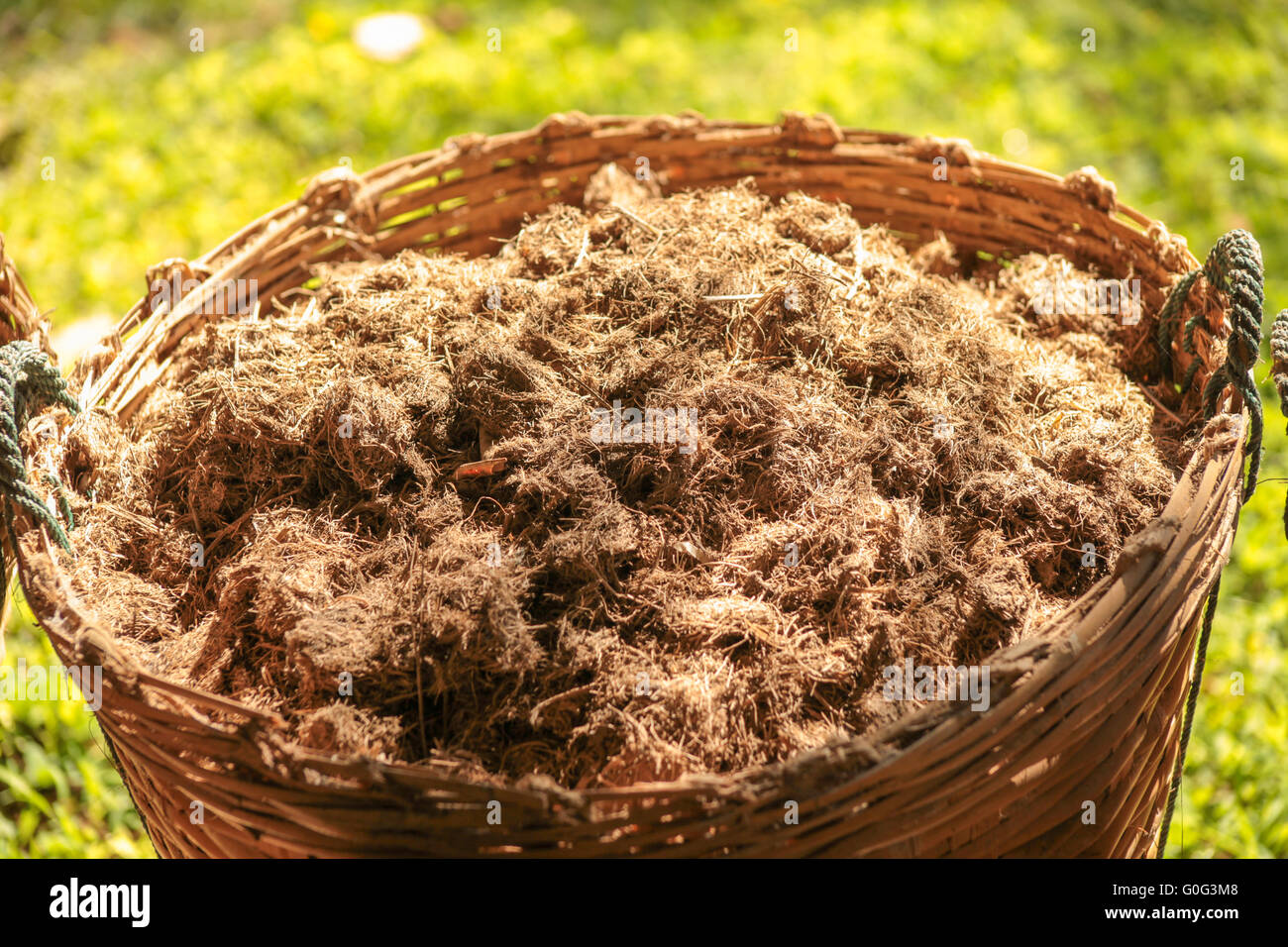 Basket of elephant poo fiber ready for making paper Stock Photo