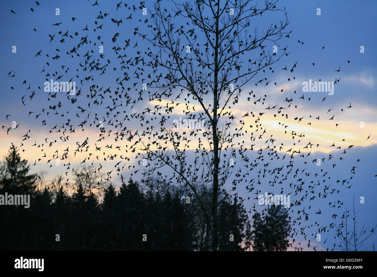 Flock of bramblings at twilight at Hasel Stock Photo