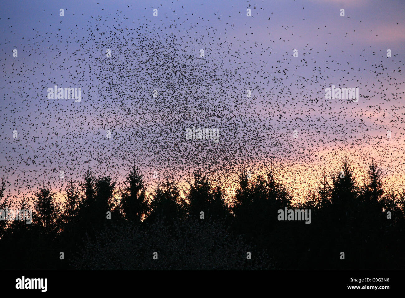 A flock of bramblings over the forest in Hasel Stock Photo