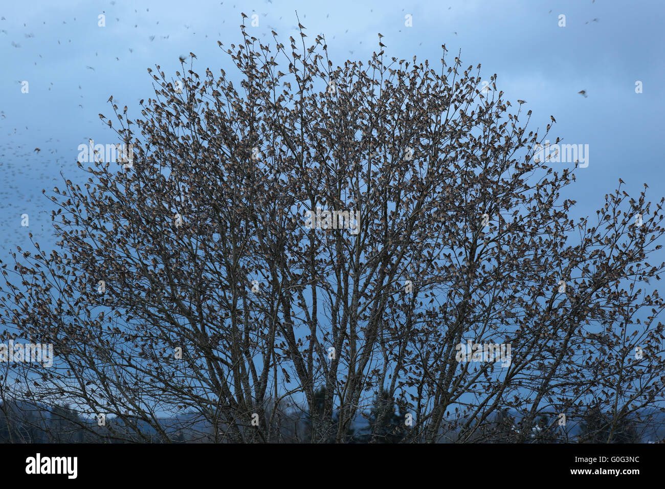 Bramblings in a tree Stock Photo