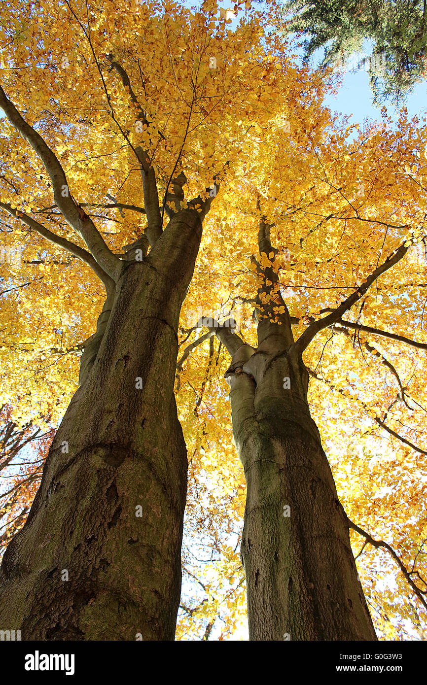 Two tree colors hi-res stock photography and images - Alamy