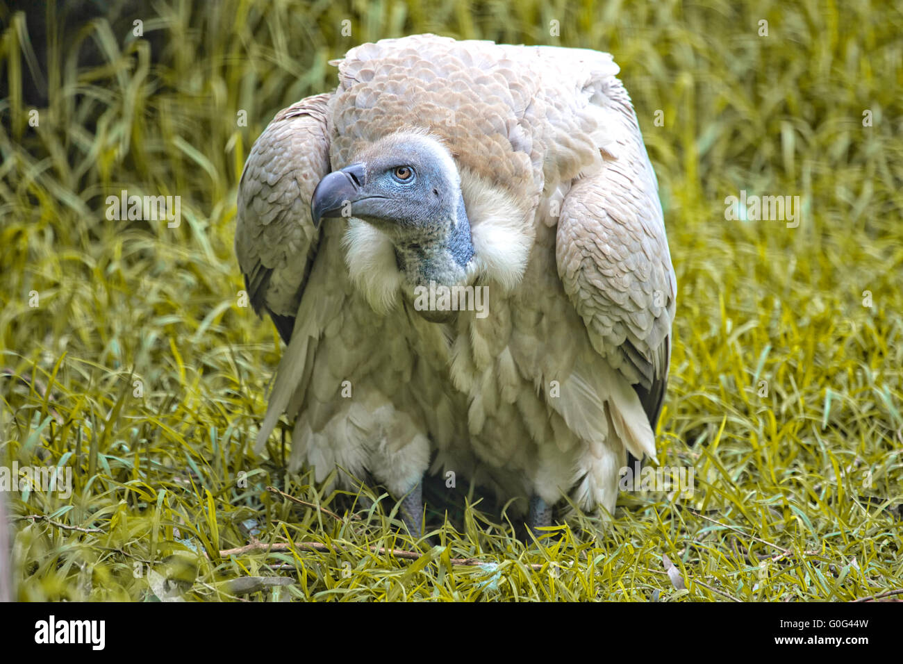 ruppells griffon vulture at kruger Stock Photo - Alamy
