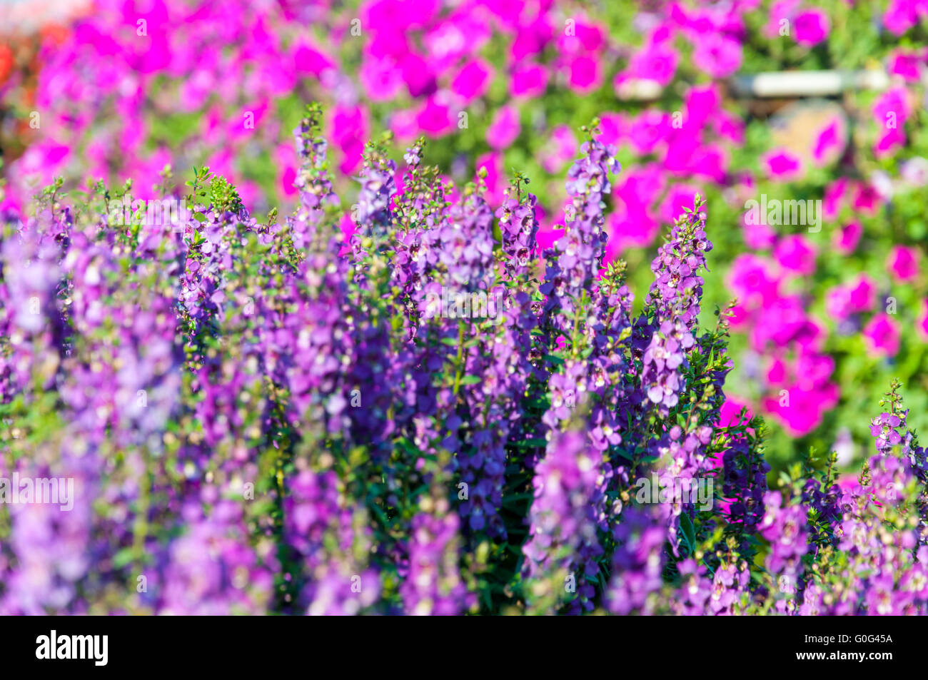 Lavender  flowers Stock Photo
